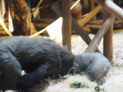 Pairi Daiza (Brugelette, Belgium)